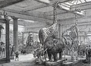 The Mammalia Saloon, illustration from 